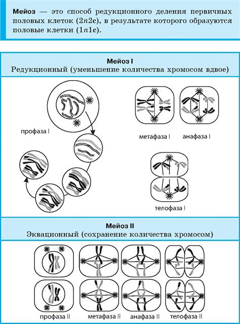 Роль фазы эквационной части мейоза