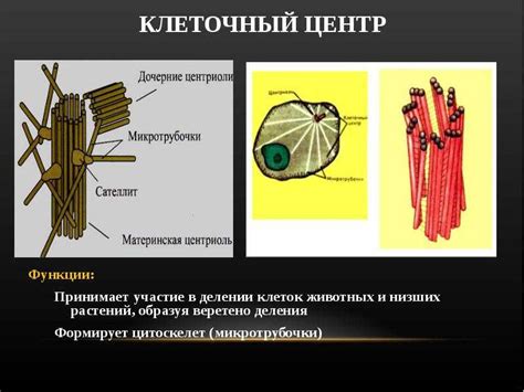 Роль центриолей в клетках высших растений