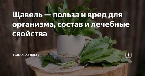 Роль щавеля для здоровья пищеварительной системы 