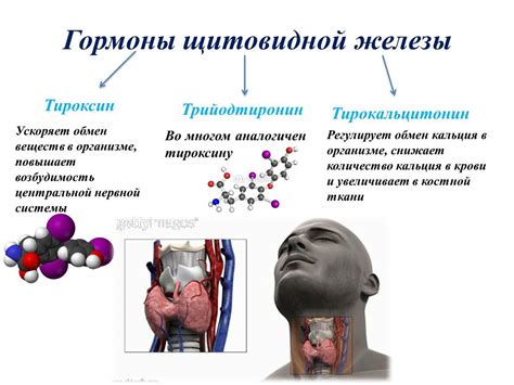 Роль щитовидной железы