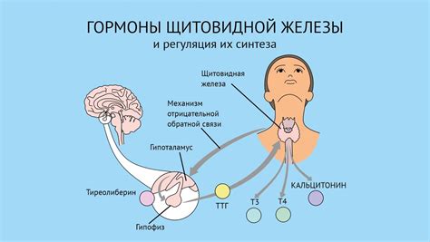 Роль щитовидной железы в регуляции сердечного ритма