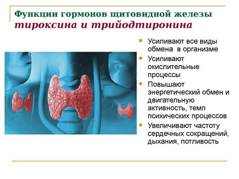 Роль щитовидной железы в функционировании мужского организма