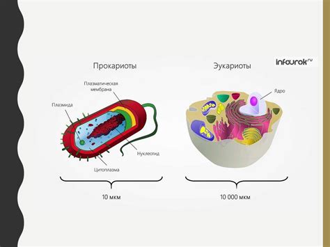 Роль эукариот в экосистеме