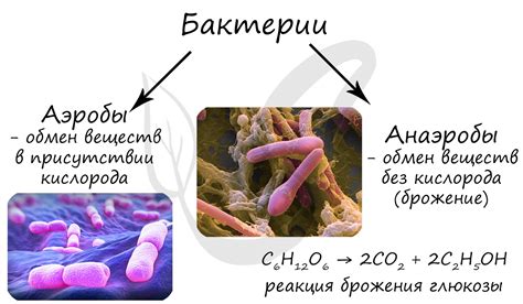 Рост бактерий и формирование запахов