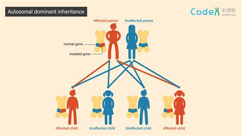 Рolle of recessive and dominant genes in the development of multiple sclerosis