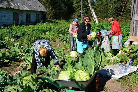 Сбор и переработка урожая