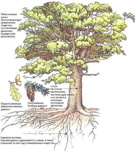 Свойства и особенности дерева