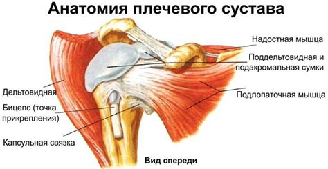 Связки и капсула