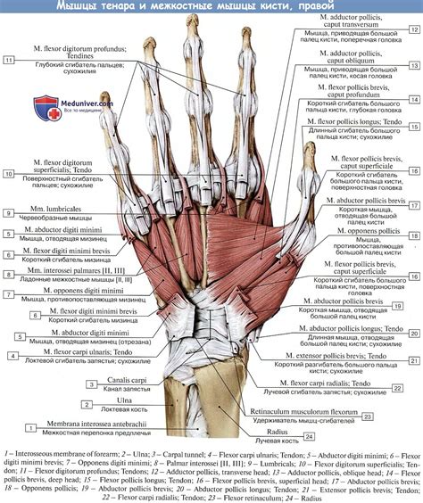 Сгибательные сухожилия и ладонные мышцы
