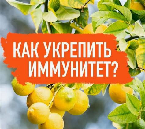 Секреты укрепления иммунитета с помощью чаги