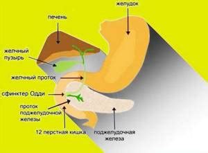 Секрет состава пузыря