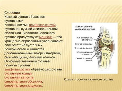 Секреция суставной оболочкой