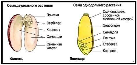 Семена и их роль