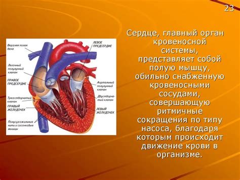 Сердце: главный орган кровообращения