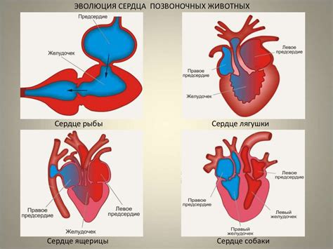 Сердце и кровь