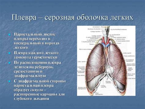 Серозная оболочка: ключевые аспекты