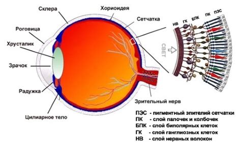 Серьезные заболевания, связанные с возникновением тёмных пятен перед зрительными органами