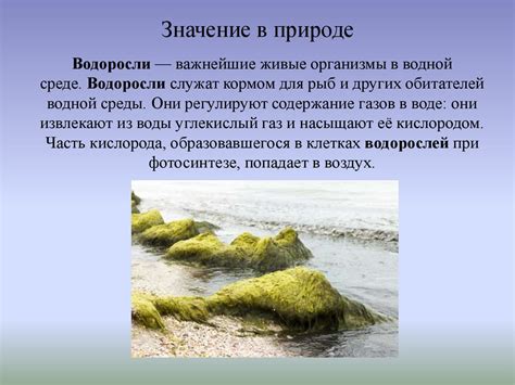 Сила водорослей в повседневной жизни