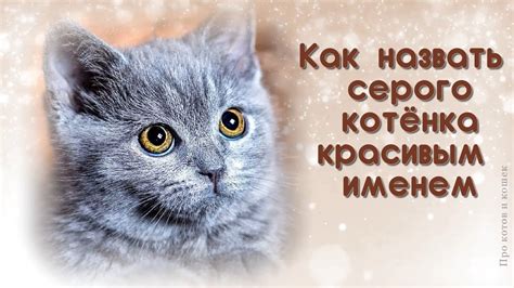 Символ серого котенка