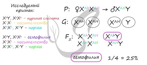 Симптомы, указывающие на гемофилию