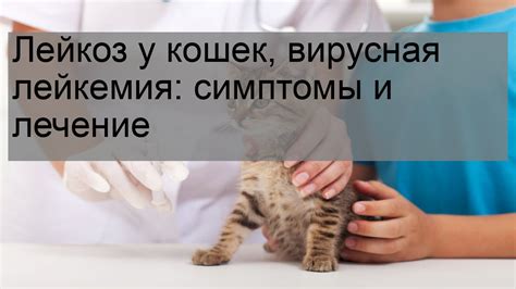 Симптомы и причины непереносимости кошек