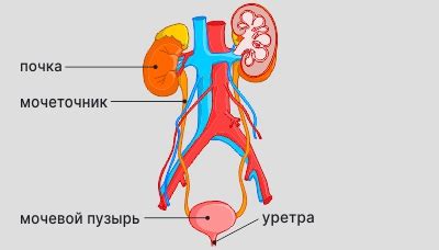 Симптомы красной мочи