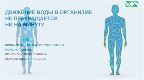 Система детоксикации на основе гидратации организма