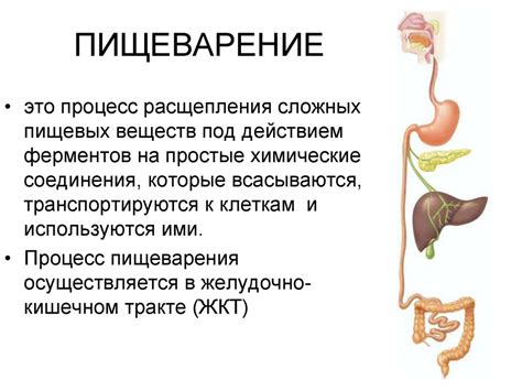 Система пищеварения: от поглощения до переваривания