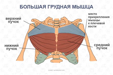 Слабость мышц груди