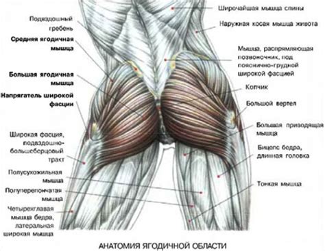 Слабые мышцы бедер и ягодиц