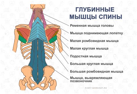 Слабые мышцы корсета спины и живота