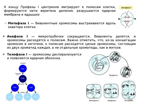 Смысл биологического процесса мейоза