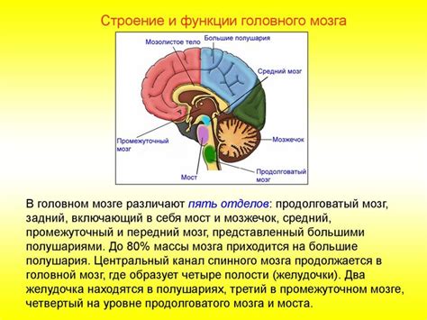 Снижение риска повреждений головы и мозга