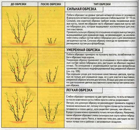 Советы по обрезке побегов для подготовки растений к зиме