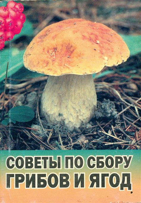 Советы по сбору грибов