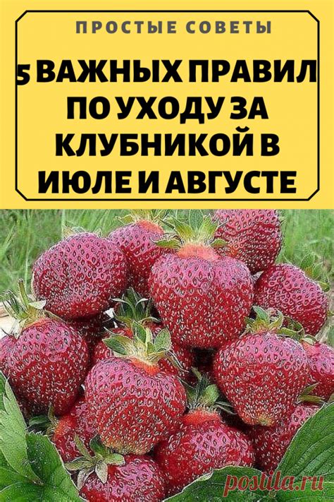 Советы по уходу за кабачками и клубникой совместно