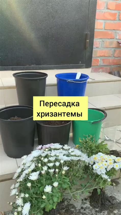 Советы по уходу и предупреждению