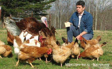 Совместное содержание индюков и цесарок