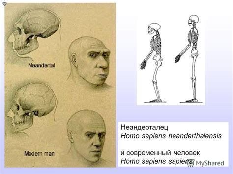 Современный Homo sapiens: антропология и генетика