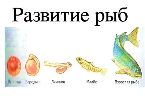 Создание оптимальной среды для роста и развития рыб