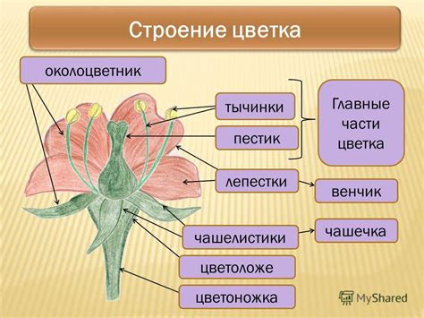 Создание цветка и колючек