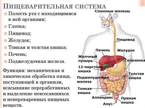 Сон и пищеварительная система