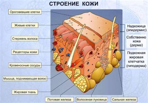 Состав и действие на кожу