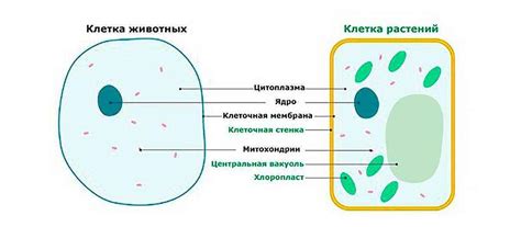 Состав и структура: ключевые отличия мяса рыбы и животных