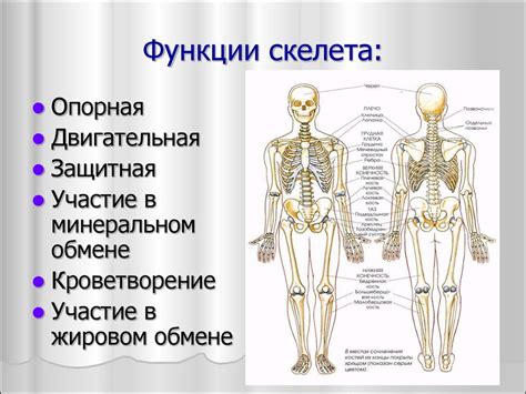 Состав и функции скелетно-мышечной системы: движение, поддержка и защита организма