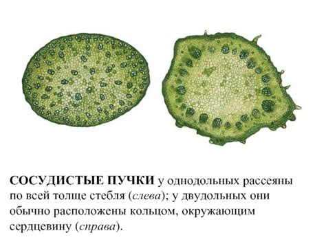 Сосудистые пучки стебля