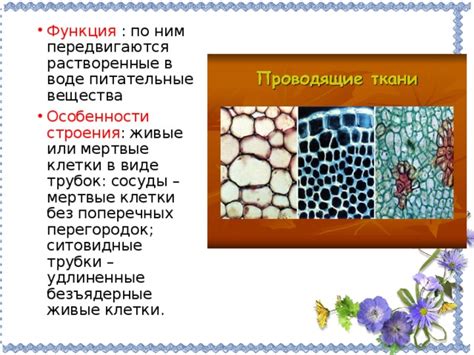 Соты и их основная функция