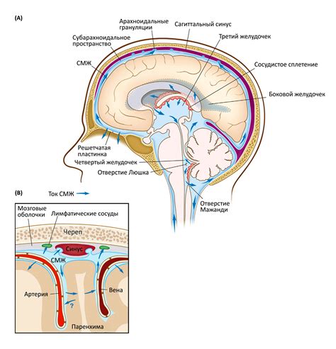Специфика лимфатических сосудов в головном мозге