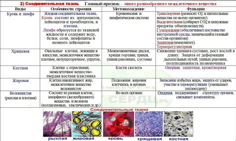 Специфика строения ткани