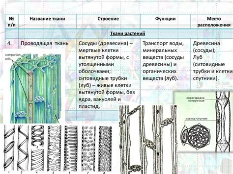 Спинообразные структуры у растительных органов